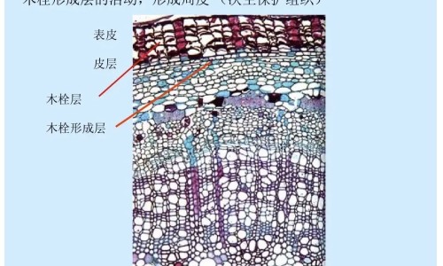 权威拉唑类药物治疗什么平台,分享专业拉唑类药一览表知识_拉唑类药物功效排名网